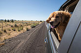 Perro mirando por la ventanilla del coche