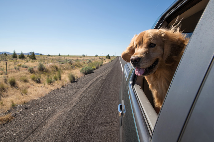 Perro mirando por la ventanilla del coche